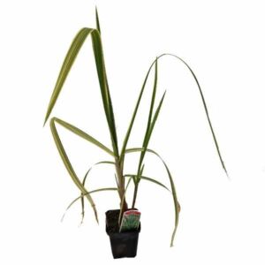 Waterplant Marginal Variegated Reed Sweet Grass (Glyceria maima variegata) 9cm Pot