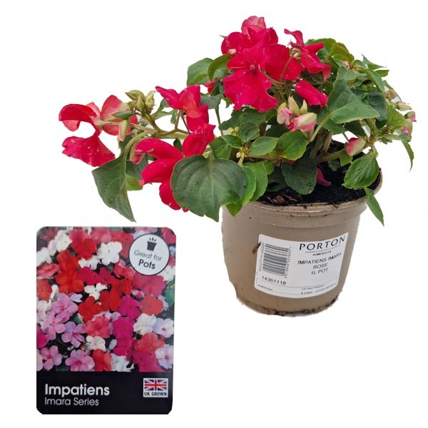 Impatiens Imara Rose 1 Litre Pot