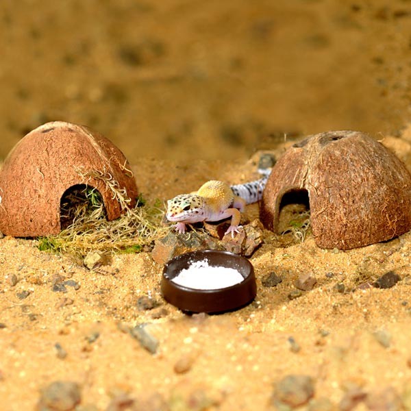 HabiStat Leopard Gecko Starter Kit Oak