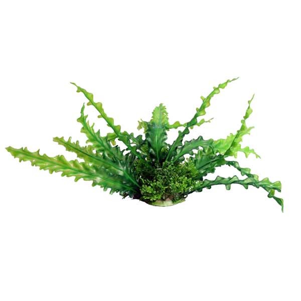 Aqua One Ecoscape Medium Ruffled Lace Plant Green 20cm