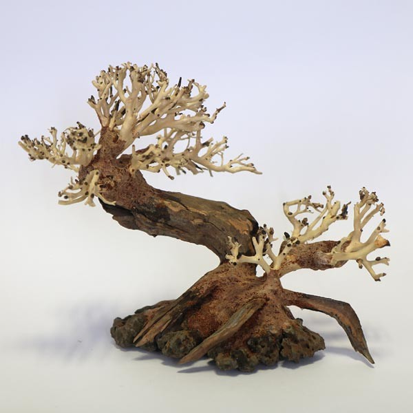 Betta Ancient Pine Bonsai Wood Piece 23x17x10cm