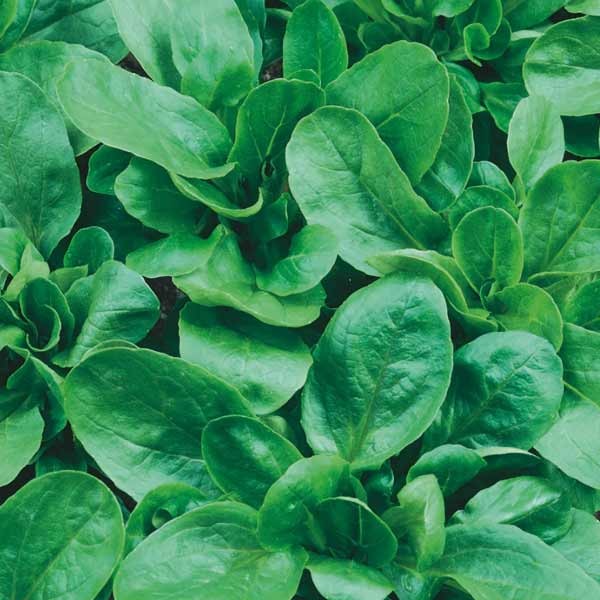 Unwins Lamb's Leaves Lettuce Trophy Seeds