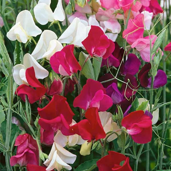 Unwins Sweet Pea Old Fashioned Selection Seeds