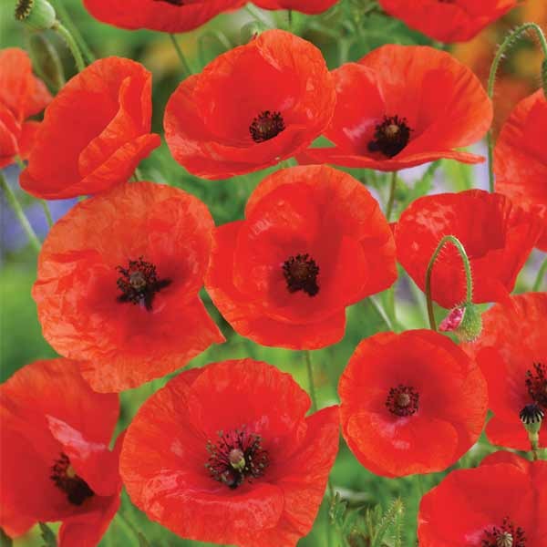 Unwins Nature's Haven Wildflower Corn Poppy Seeds