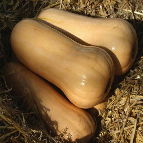 Unwins Butternut Squash Hunter F1 Seeds