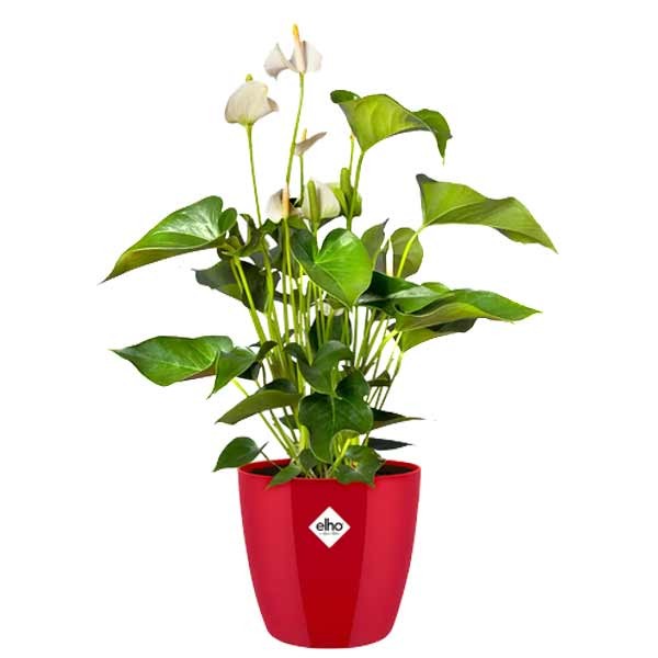 Elho Brussels Diamond Round Lovely Red 14cm Flower Pot