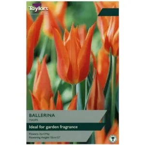 Taylors Bulbs Tulip Ballerina 8 Pack - NL