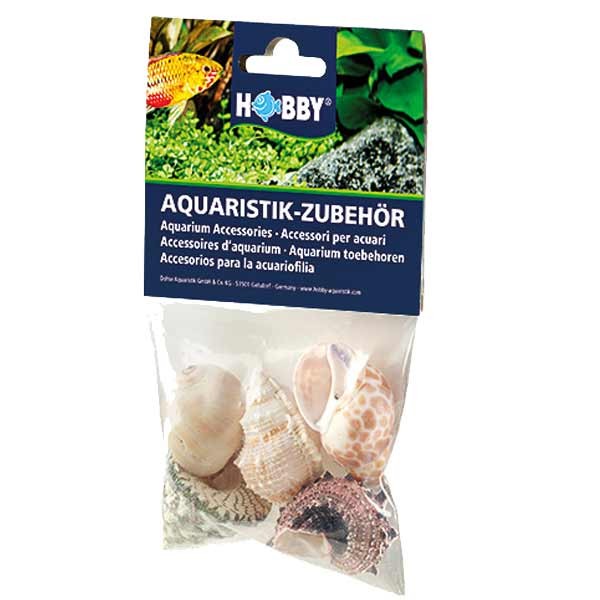 Hobby Snail Shells Largee Set 5pk