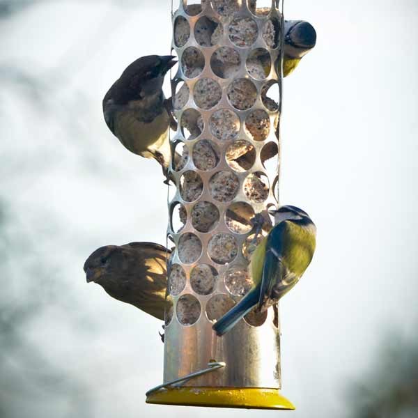 Peckish Extra Goodness Nugget Feeder