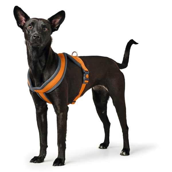 Hunter London Comfort Harness 57 - 70cm (M) Orange