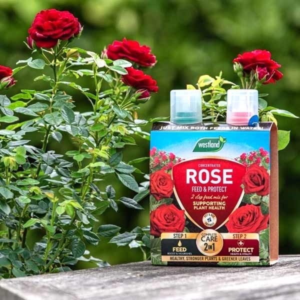 Westland Rose Feed & Protect 2x500ml