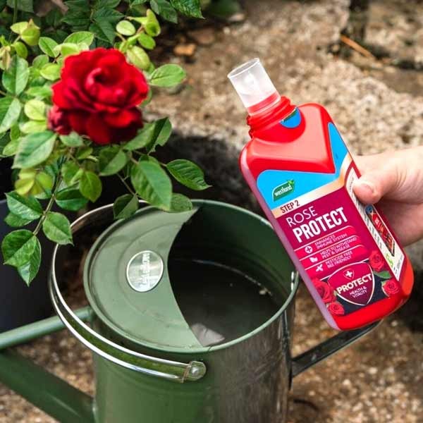 Westland Rose Feed & Protect 2x500ml