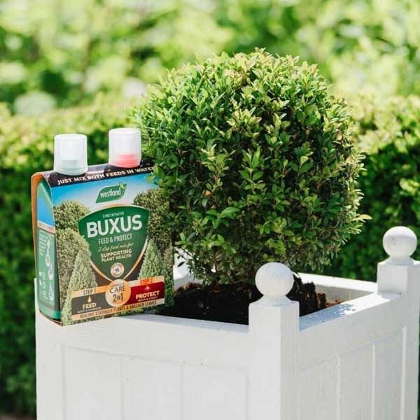 Westland Buxus Feed & Protect 2x500ml