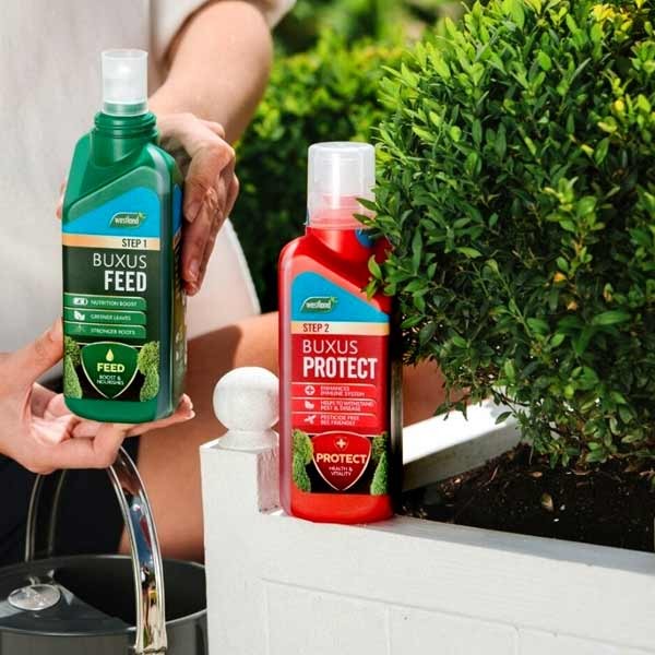 Westland Buxus Feed & Protect 2x500ml