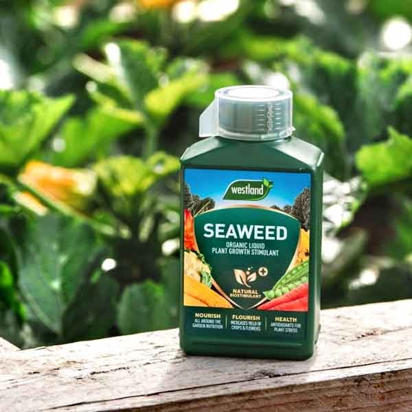 Westland Seaweed Organic Liquid Plant Food 1 Litre