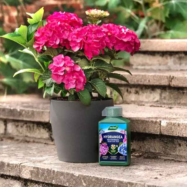 Westland Hydrangea High Performance Liquid Plant Food 1 Litre