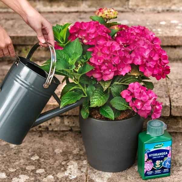 Westland Hydrangea High Performance Liquid Plant Food 1 Litre