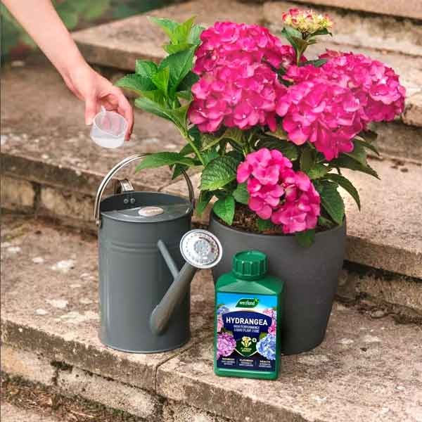 Westland Hydrangea High Performance Liquid Plant Food 1 Litre