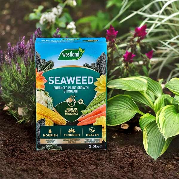 Westland Seaweed Enhanced Plant Growth Stimulant 2.5kg