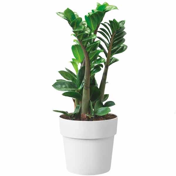 Elho B.for Original Round White 14cm Flower Pot