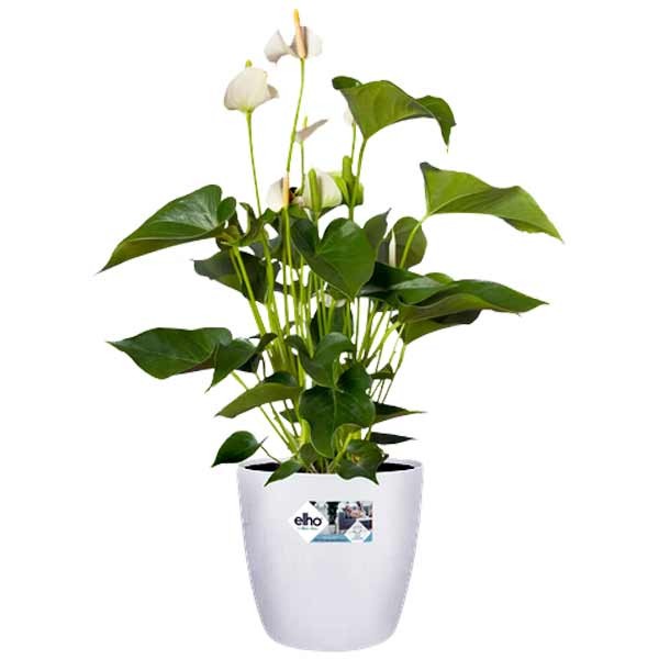 Elho Brussels Round White 14cm Flower Pot