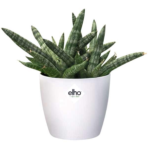 Elho Brussels Round White Mini 7cm Flower Pot