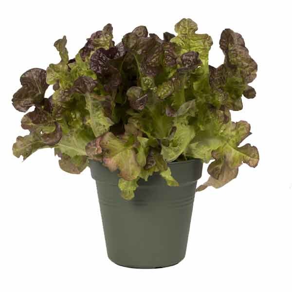 Elho Green Basics Growpot Leaf Green 11cm