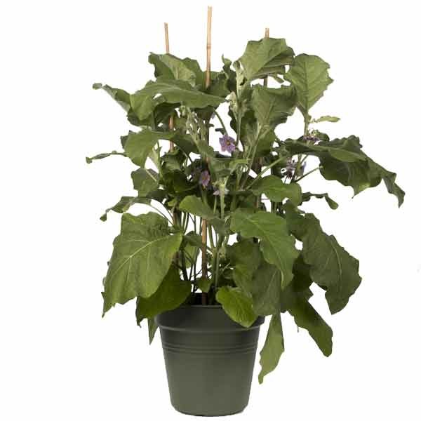 Elho Green Basics Growpot Leaf Green 24cm