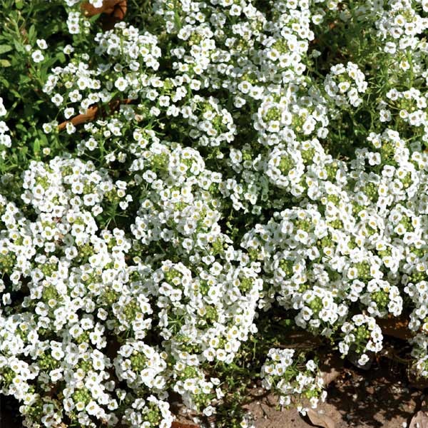 Unwins Alyssum Carpet Of Snow Seeds