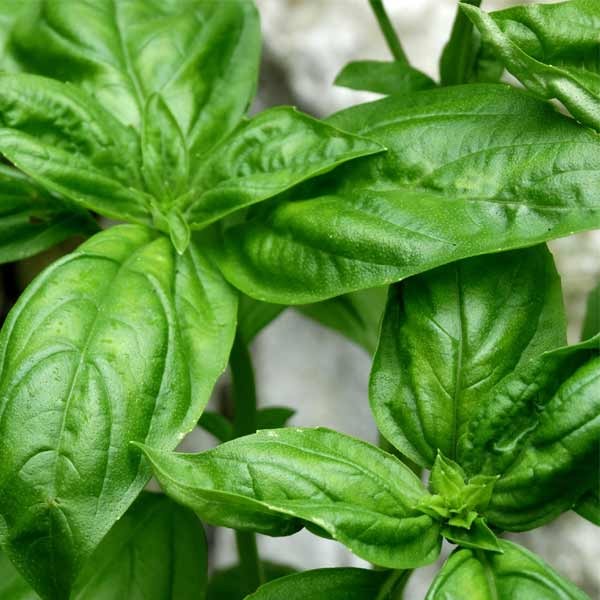 Unwins Basil Italian Seeds