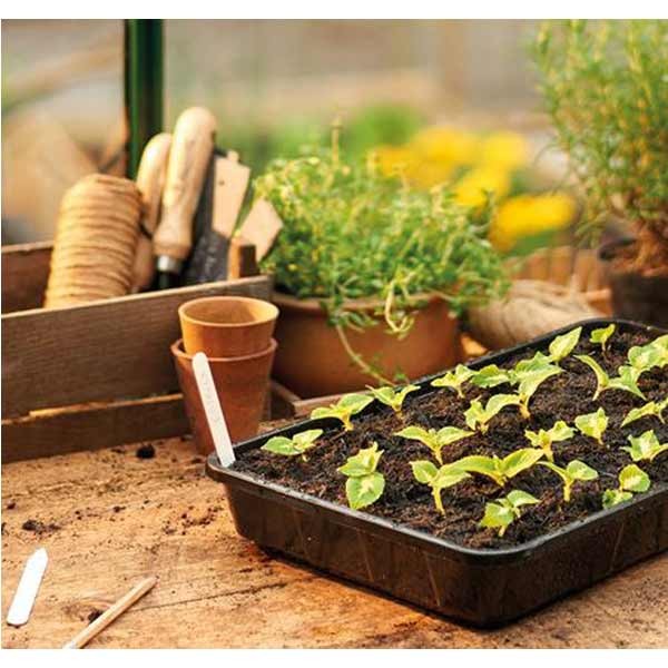 Grow it Standard Seed Tray Rigid Single