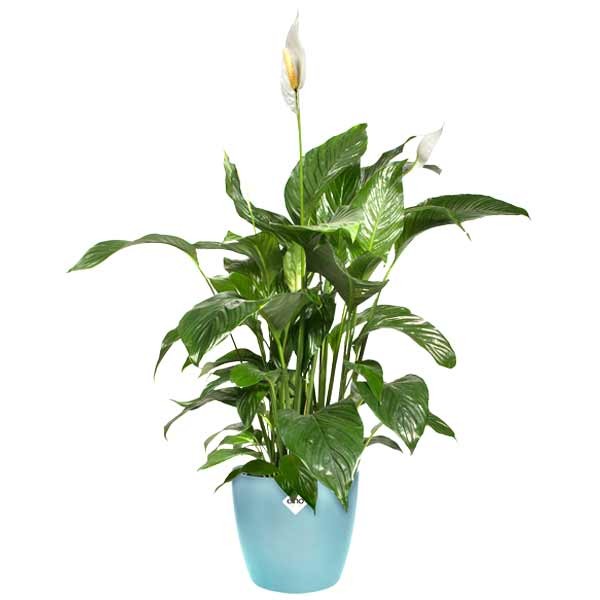 Elho Brussels Round Mint 18cm Flower Pot