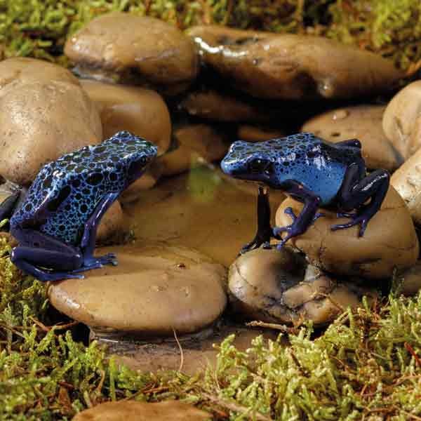 Exo Terra Frog Pond Large Pebble Water Dish