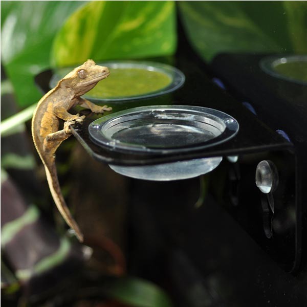 Habistat Crested Gecko Accessory Kit