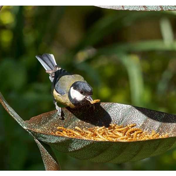 Peckish Mealworm 500g