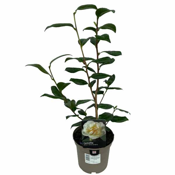 Camellia Japonica Silver Anniversary 3 Litres Pot