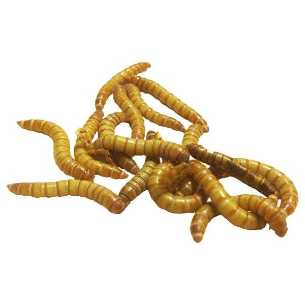 Home Delivery Giant Mealworm Pre-Pack