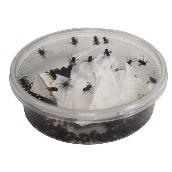 Home Delivery Curly-Wing Flies Pre-Pack