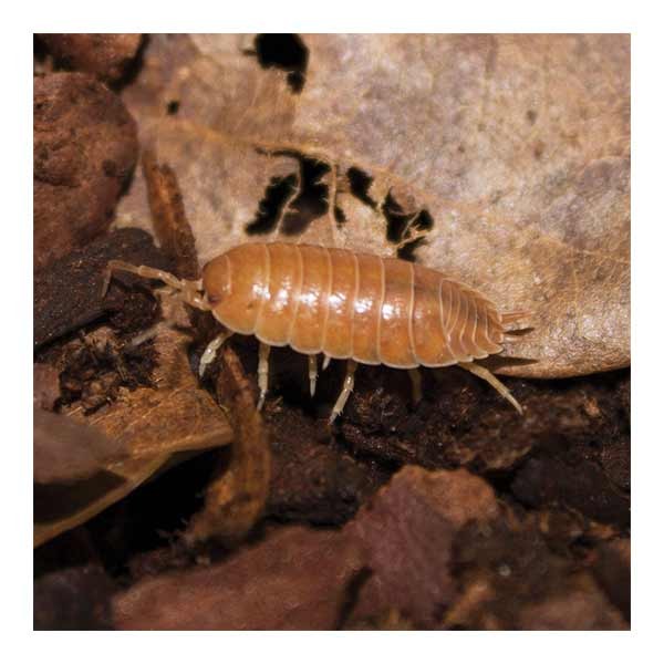 Home Delivery Giant Orange Woodlice Pre-Pack