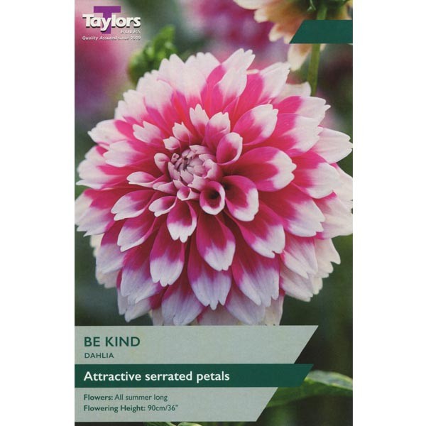 Taylors Bulbs Dahlia Be Kind Single - NL