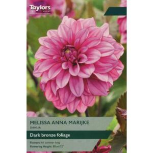 Taylors Bulbs Dahlia Melissa Anna Marijke Single - NL