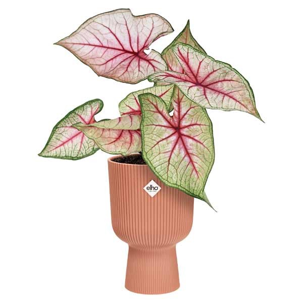 Elho Vibes Fold Coupe Delicate Pink 14cm Flower Pot