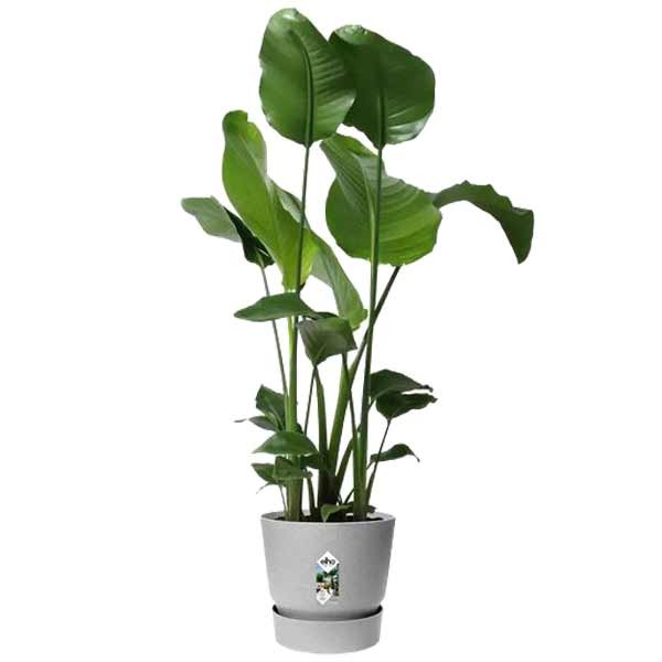 Elho Greenville Round Living Concrete 18cm Flower Pot