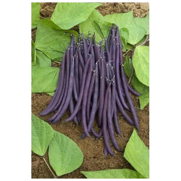 Unwins Dwarf French Bean Amethyst