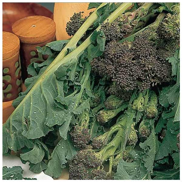 Unwins Broccoli Early Purple Sprouting Seeds