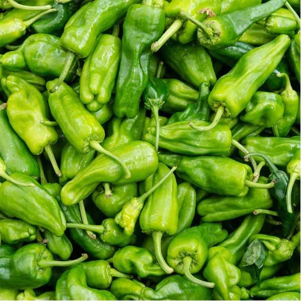 Unwins Chilli Pepper Padron Seeds