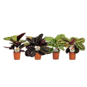 Calathea Assorted