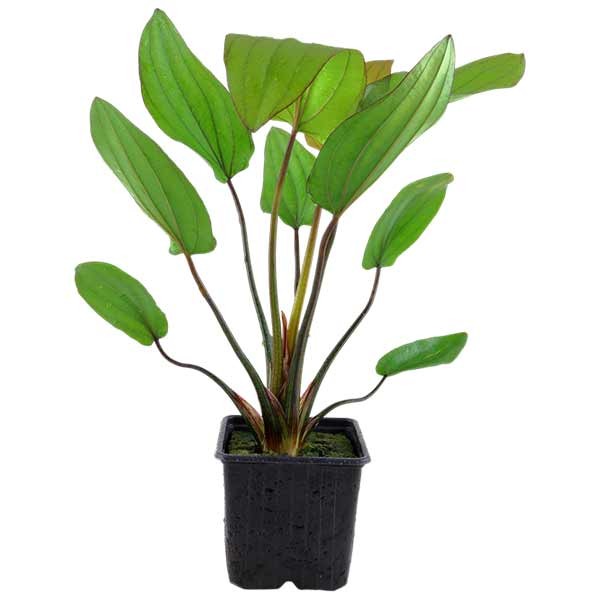 Tropica Echinodorus Barthii Rosulate Large Motherplant