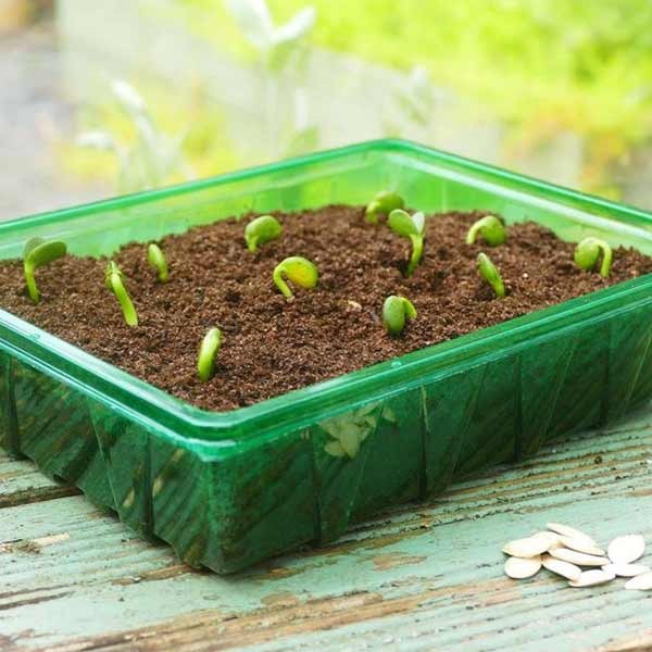 Gro-Sure Visiroot Half Seed Trays 8 Pack