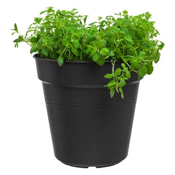 Elho Green Basics Growpot Living Black 8cm 10 Pack